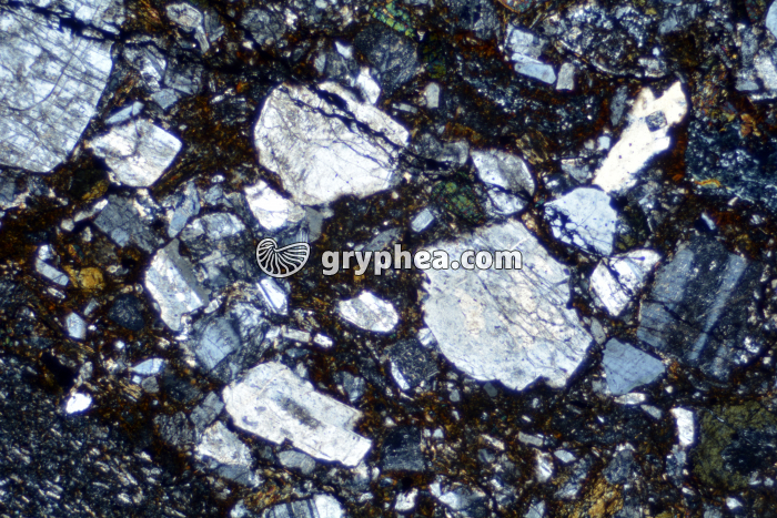 Rhyolite LPA x6,3 - gryphea.com